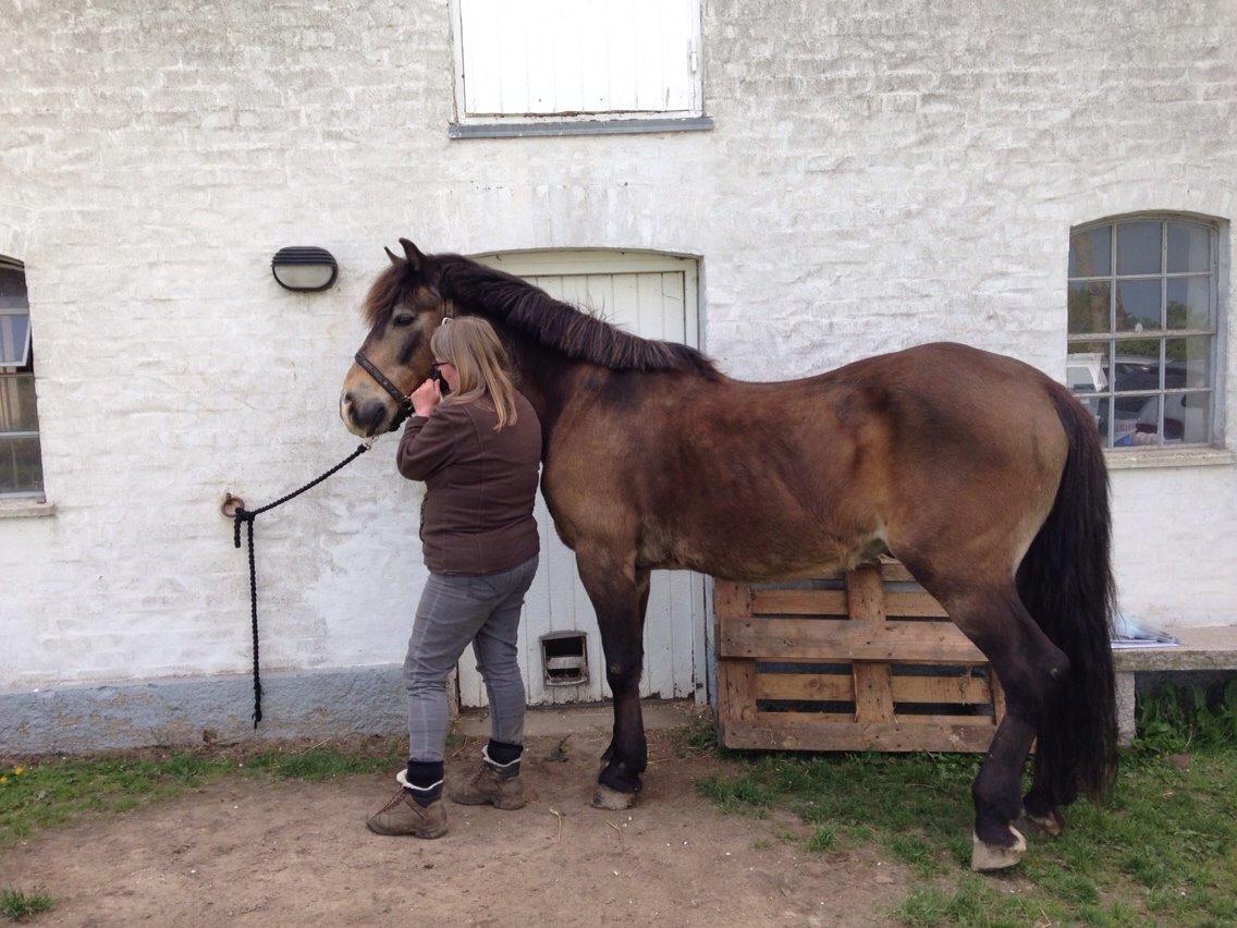Anden særlig race Don Düval (valle) billede 6