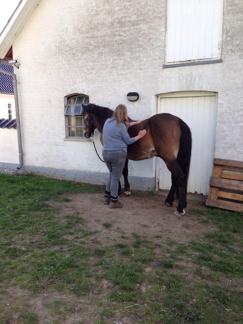 Anden særlig race Don Düval (valle) billede 7