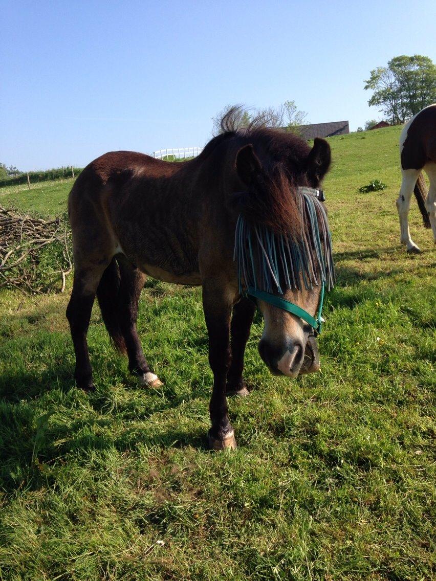 Anden særlig race Don Düval (valle) billede 10