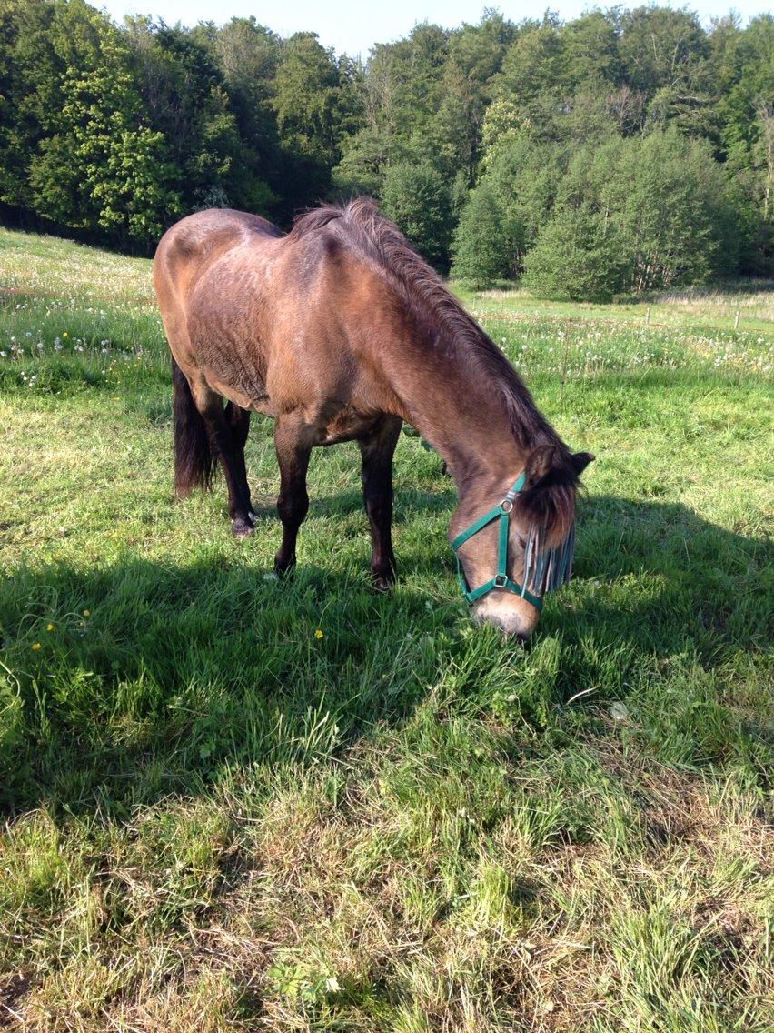 Anden særlig race Don Düval (valle) billede 9