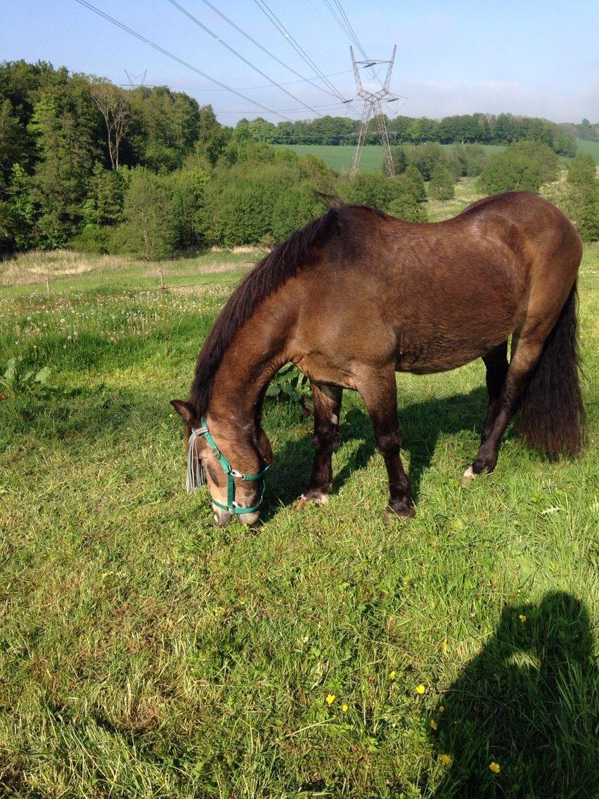 Anden særlig race Don Düval (valle) billede 11