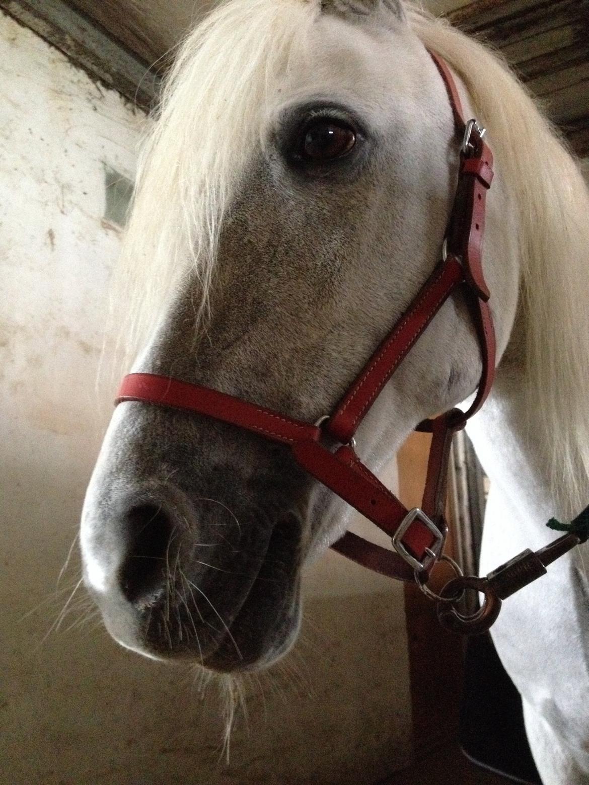 Welsh Mountain (sec A) Crowns Happy Moon billede 1