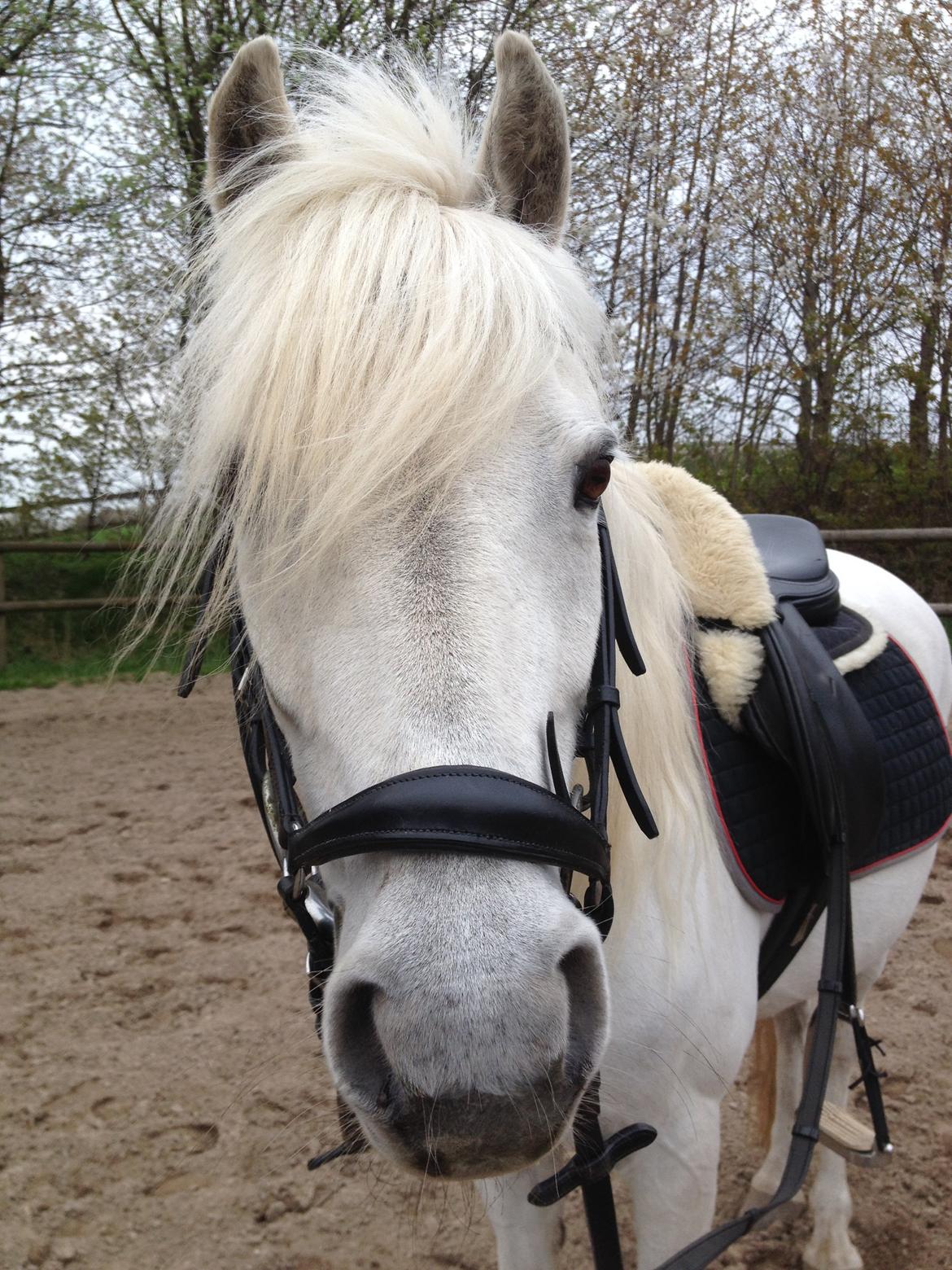 Welsh Mountain (sec A) Crowns Happy Moon billede 2