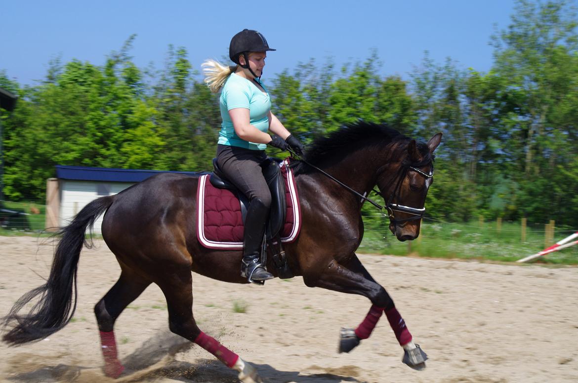 Dansk Varmblod Baunehøjens Fürst Flügger billede 7