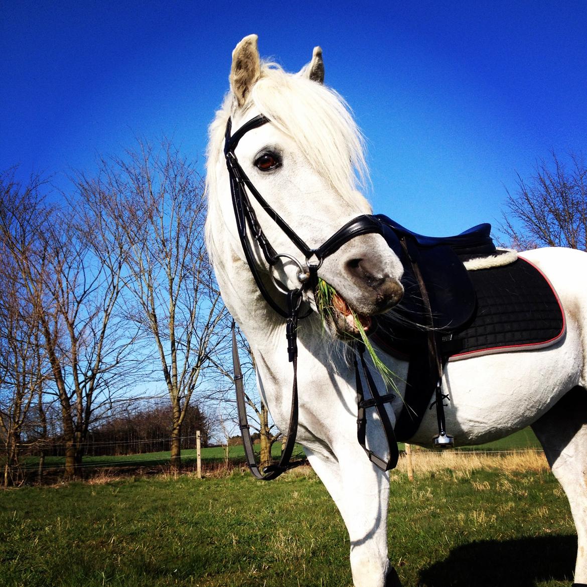 Welsh Mountain (sec A) Crowns Happy Moon - happy på marken billede 3