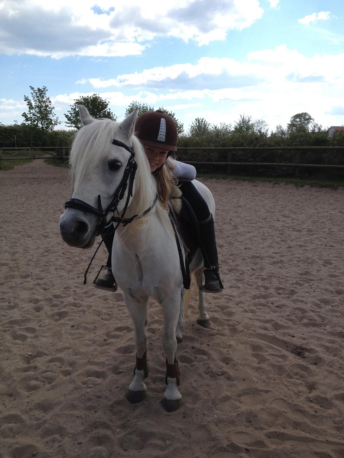 Welsh Mountain (sec A) Crowns Happy Moon billede 4