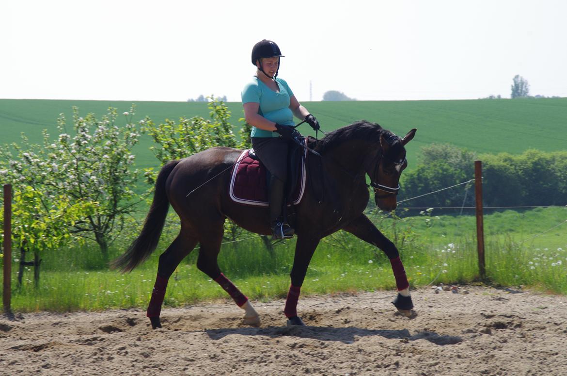 Dansk Varmblod Baunehøjens Fürst Flügger billede 11