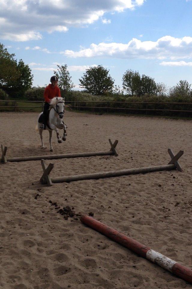 Welsh Mountain (sec A) Crowns Happy Moon - Lidt hygge spring:-) billede 5