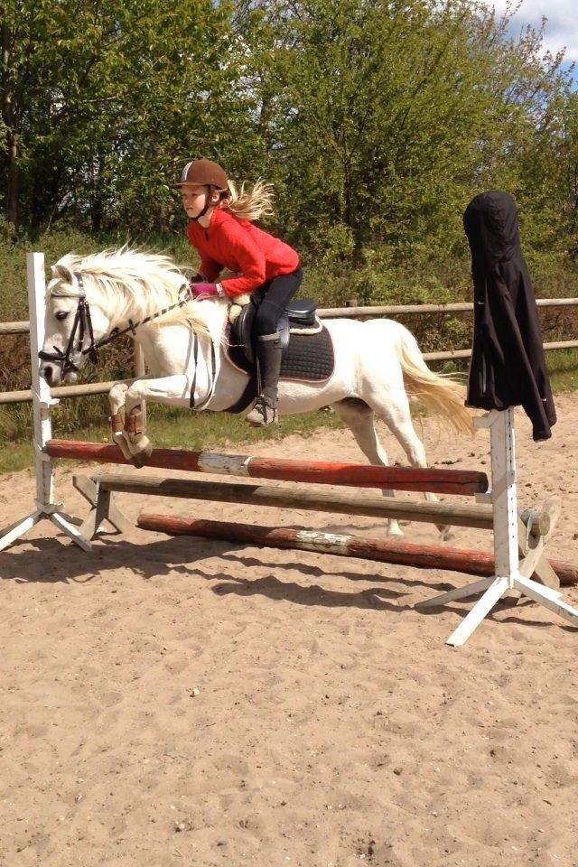 Welsh Mountain (sec A) Crowns Happy Moon - Spriing! billede 6