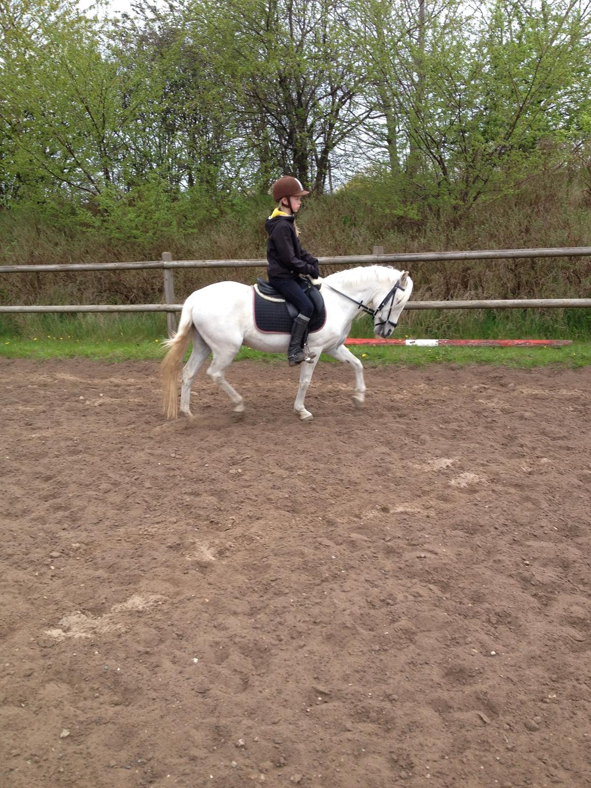 Welsh Mountain (sec A) Crowns Happy Moon - Dressur træning:D billede 7