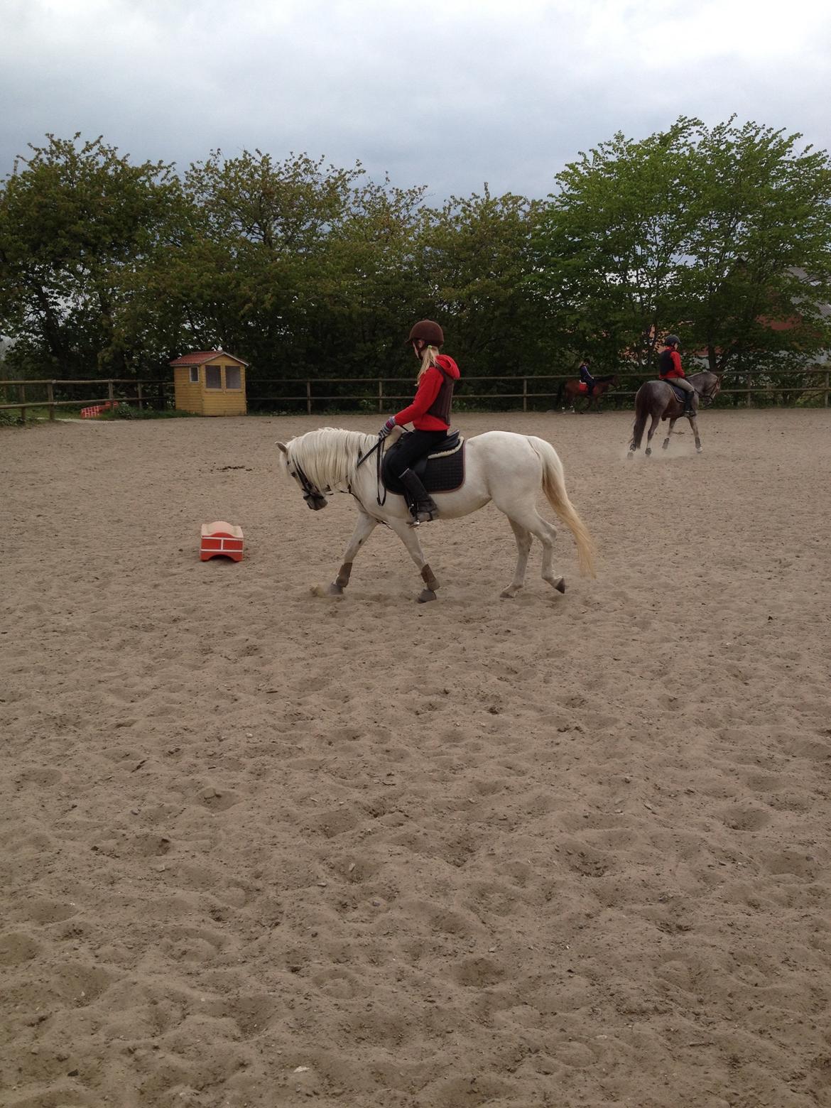 Welsh Mountain (sec A) Crowns Happy Moon billede 8