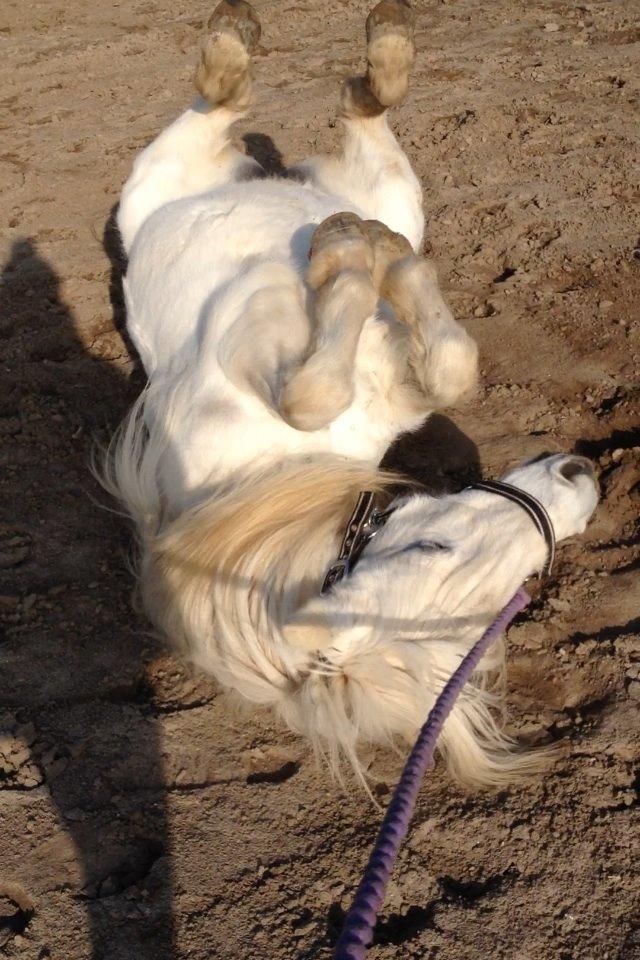 Welsh Mountain (sec A) Crowns Happy Moon - Happy der ruller sig:) billede 9