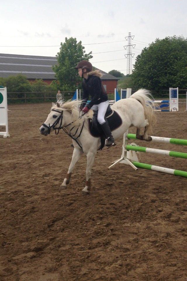 Welsh Mountain (sec A) Crowns Happy Moon - LA*- 75 cm billede 10