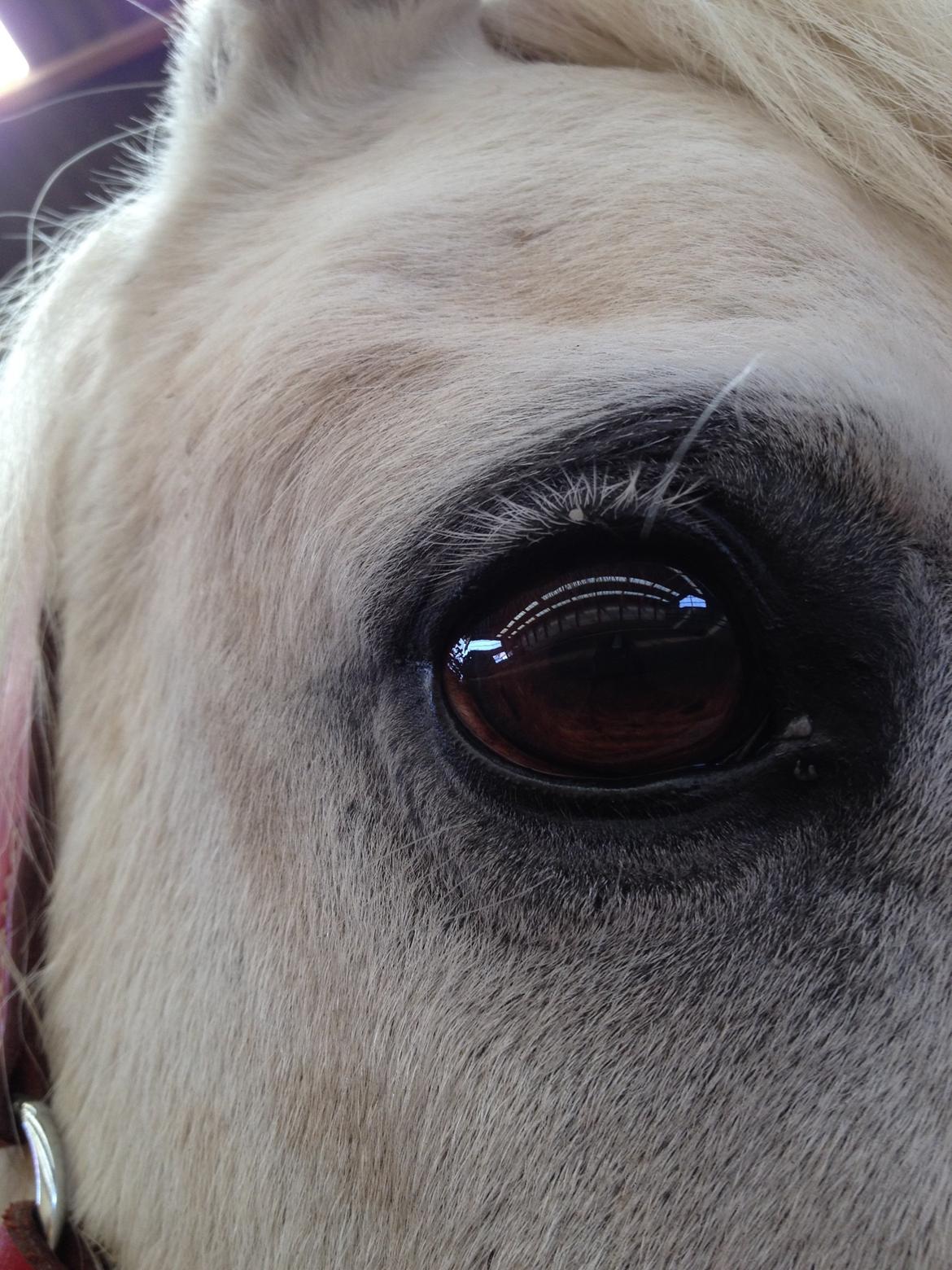 Welsh Mountain (sec A) Crowns Happy Moon billede 11