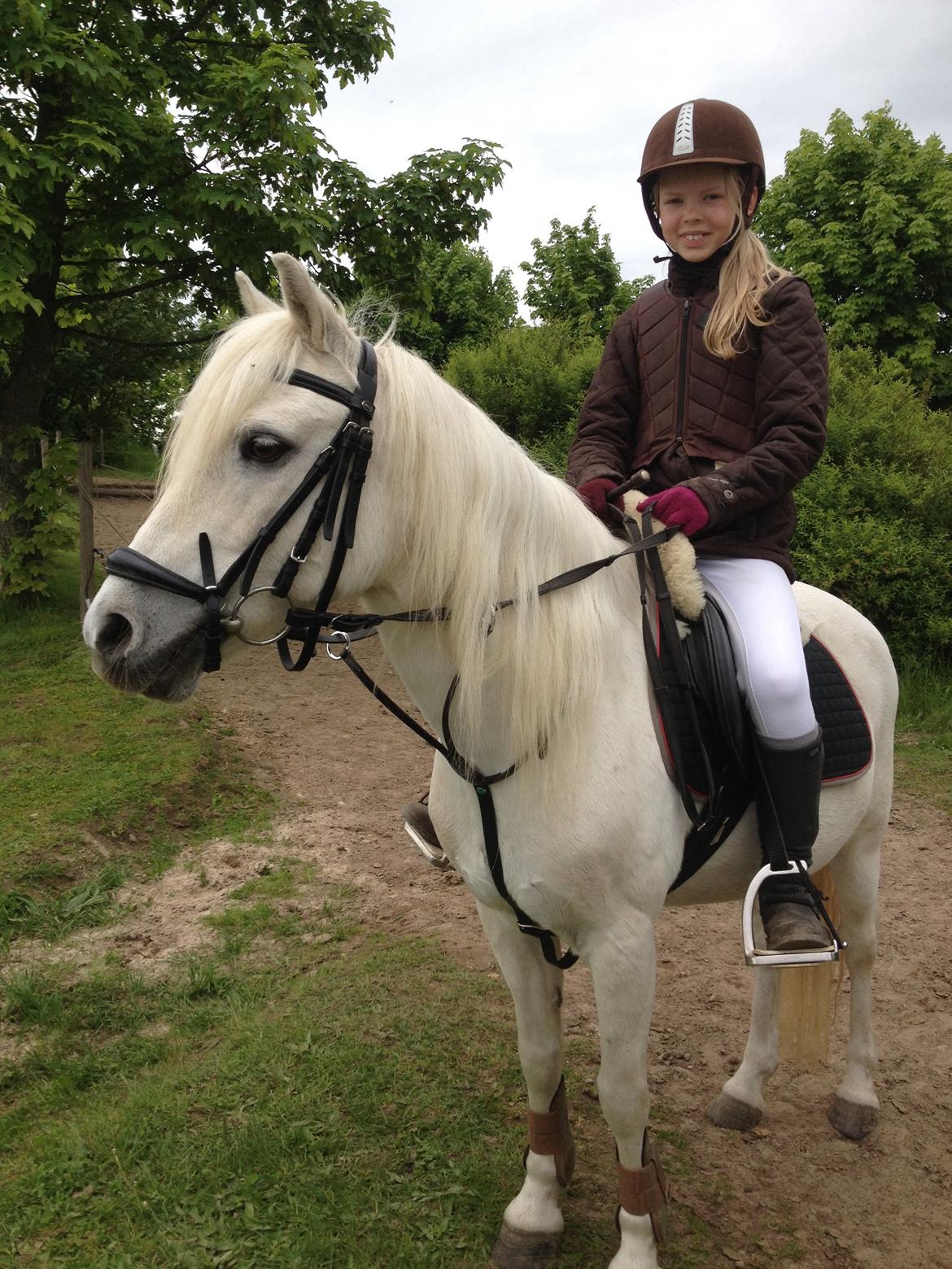 Welsh Mountain (sec A) Crowns Happy Moon - Stævneklar! billede 12