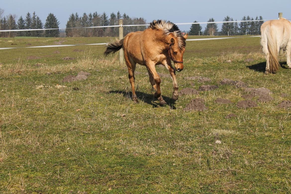 Anden særlig race D'Max billede 1