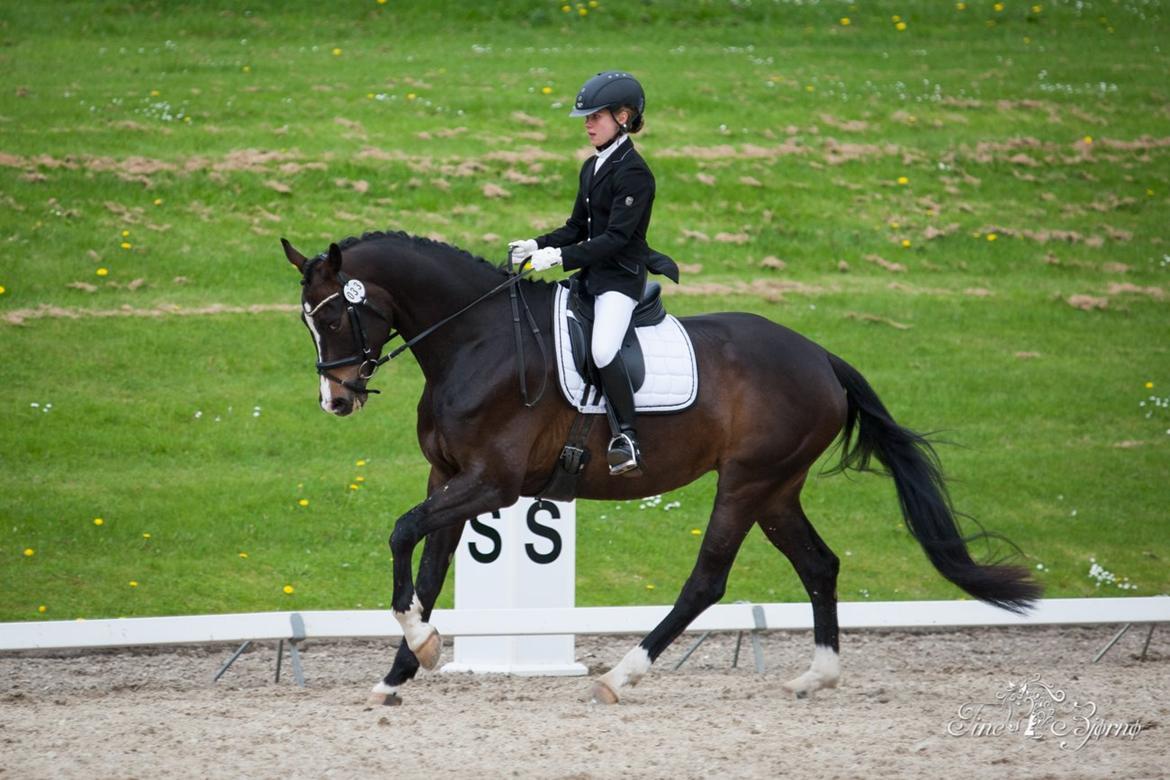 Dansk Varmblod Fiona Melody billede 14