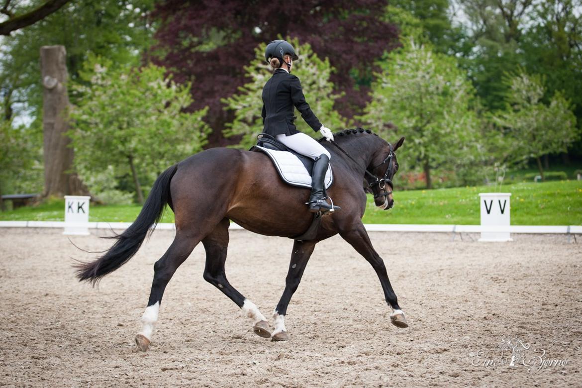 Dansk Varmblod Fiona Melody billede 3