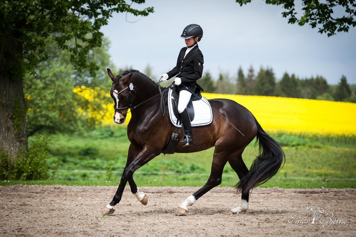 Dansk Varmblod Fiona Melody billede 15