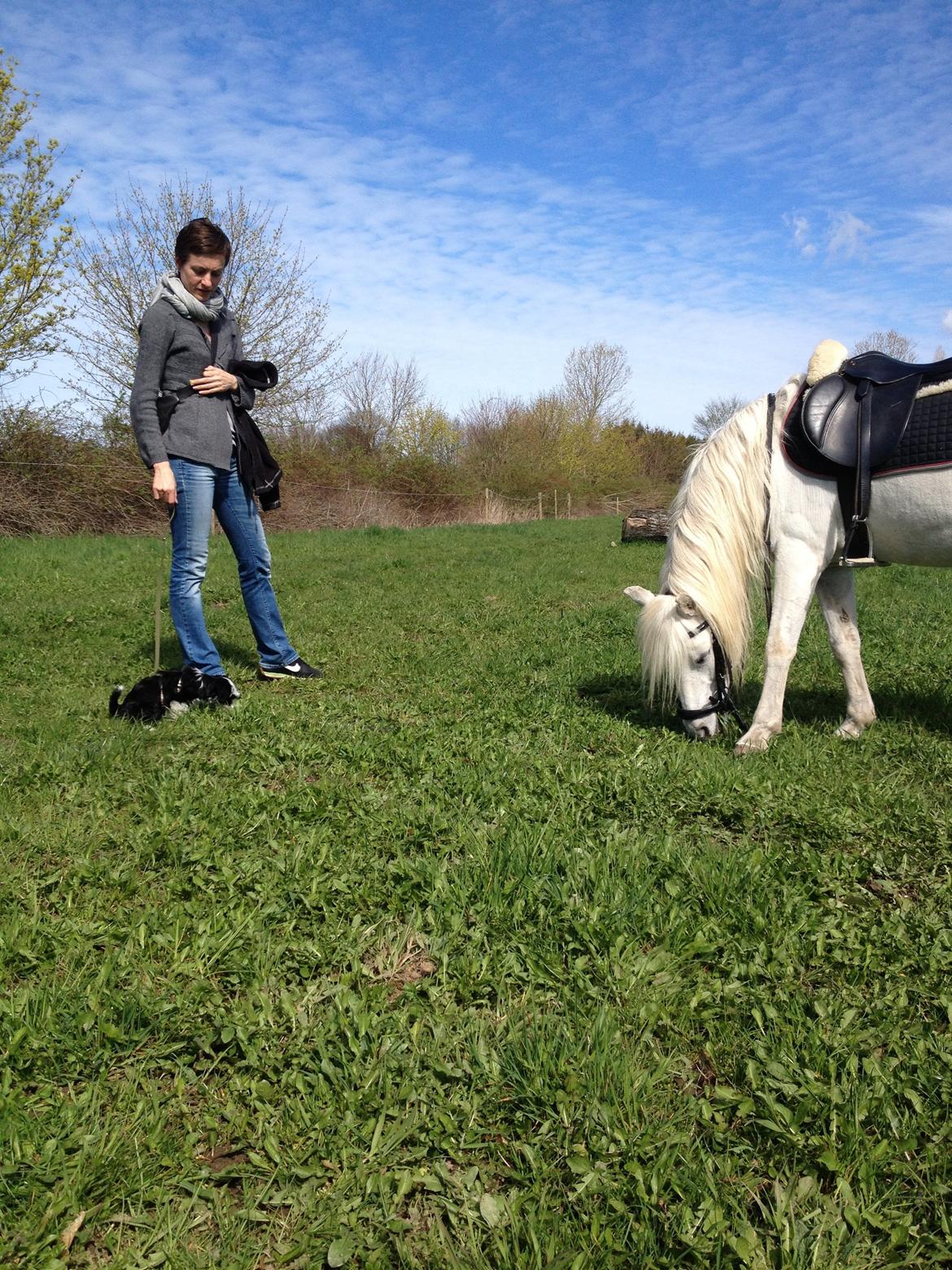 Welsh Mountain (sec A) Crowns Happy Moon - Hyggelig tur på marken;D billede 13