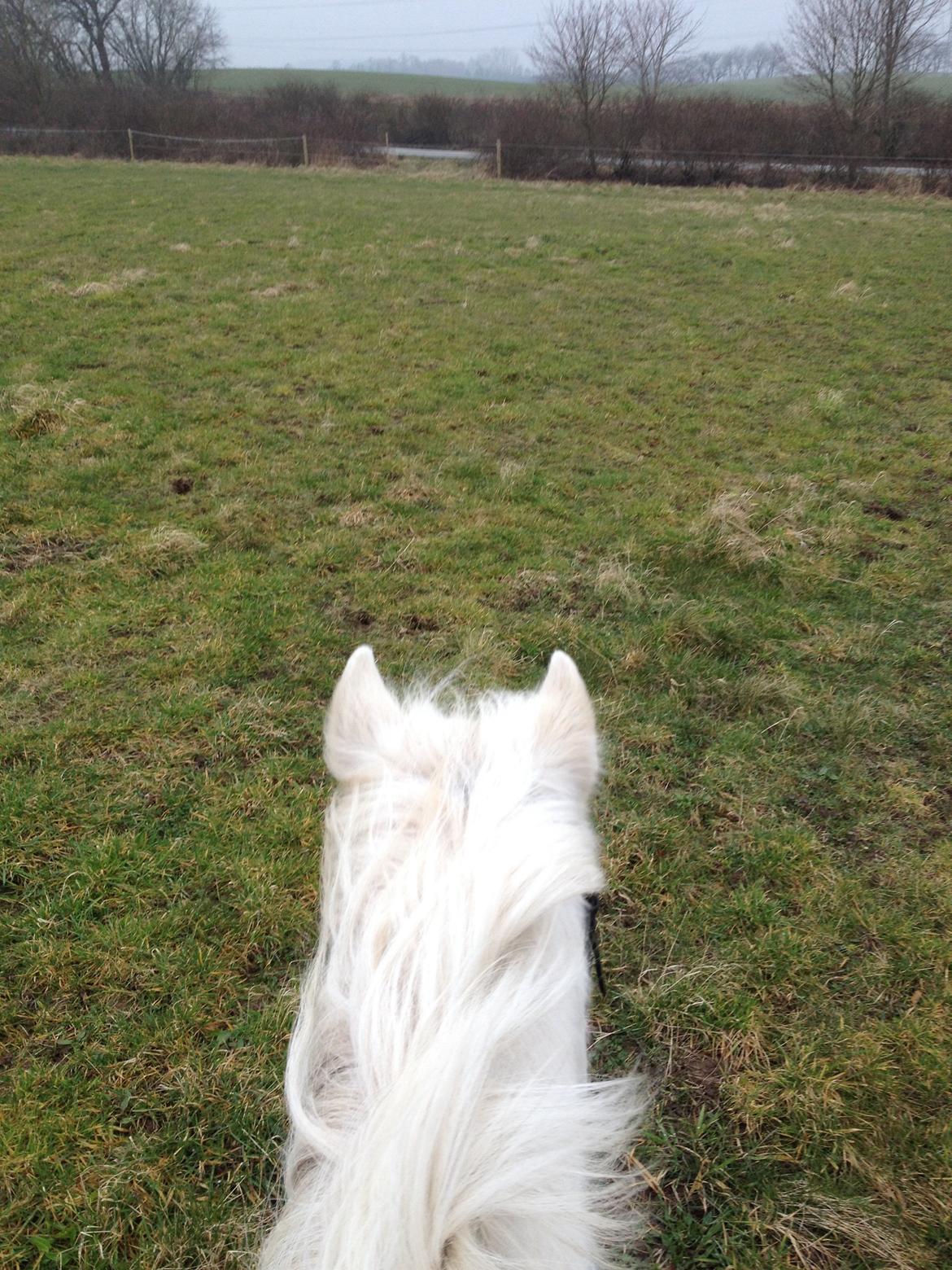 Welsh Mountain (sec A) Crowns Happy Moon - Jaaa græs! billede 14