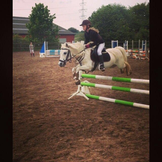 Welsh Mountain (sec A) Crowns Happy Moon - LA*- 75 cm billede 15