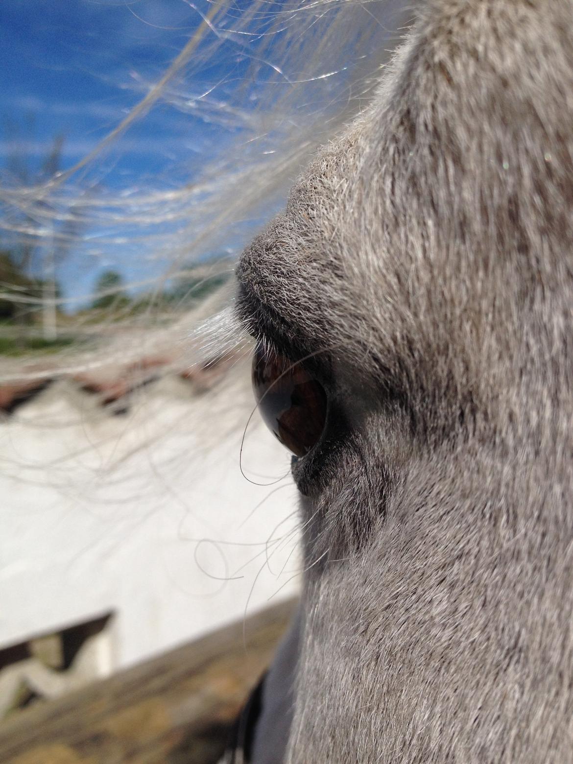 Welsh Mountain (sec A) Crowns Happy Moon billede 16