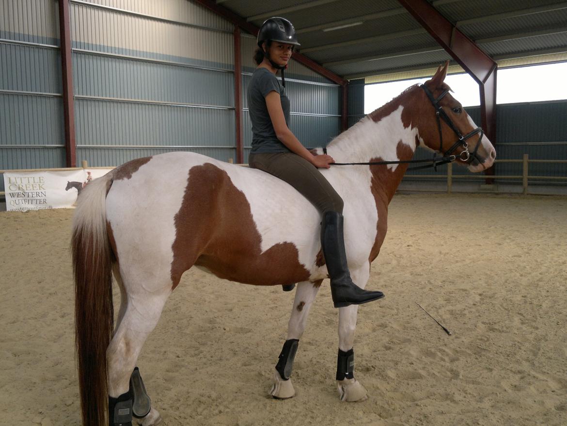 Pinto Araber |Grethe|tidligere hest - solgt billede 2