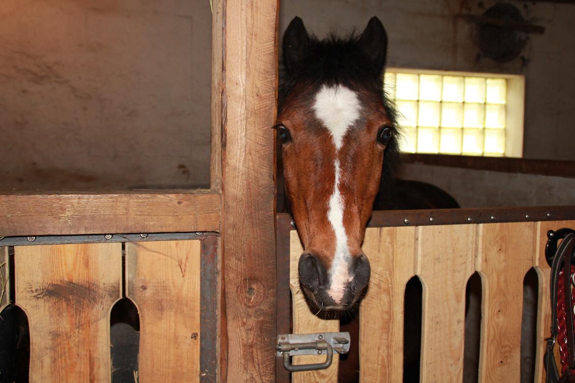 Anden særlig race Lady <3 billede 2