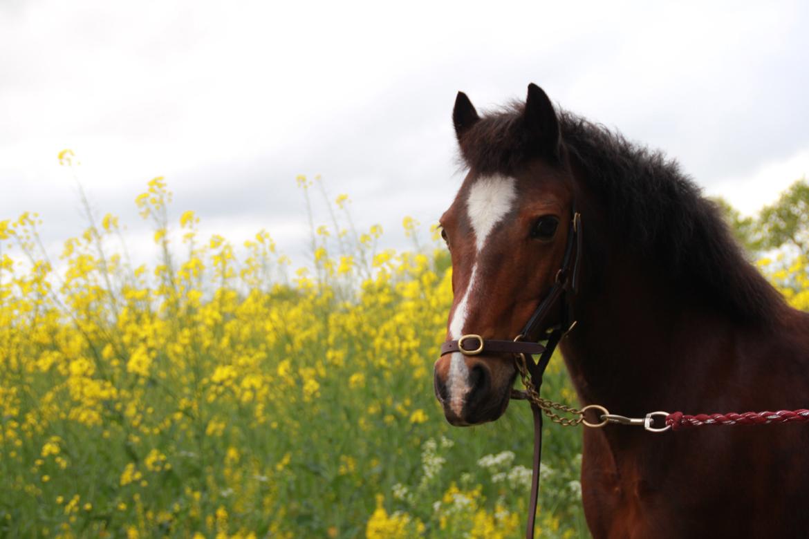 Anden særlig race Lady <3 billede 20