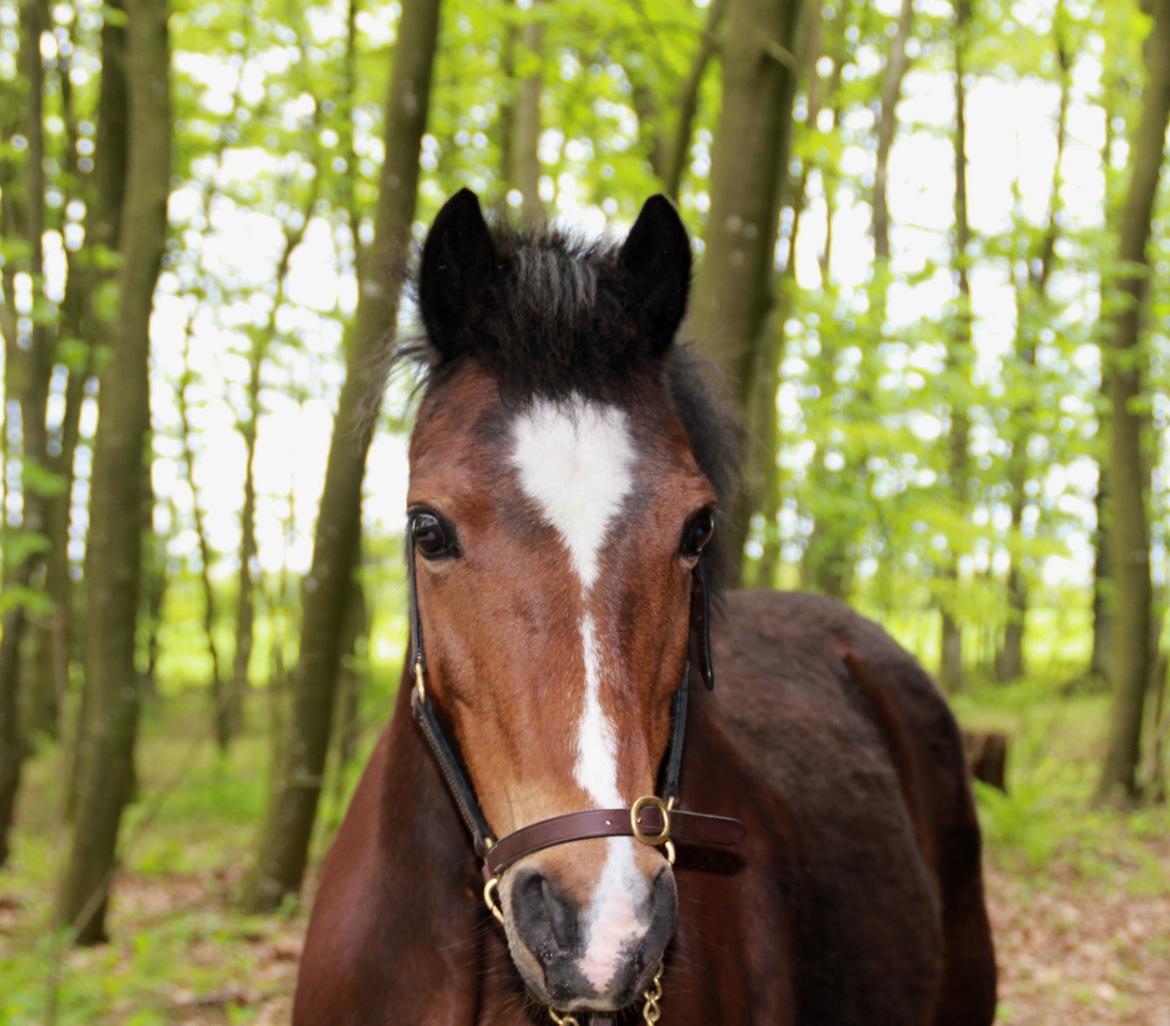Anden særlig race Lady <3 billede 1