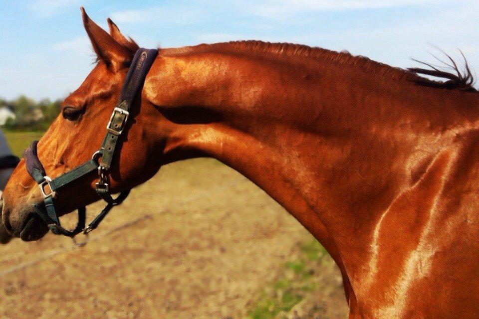 Dansk Varmblod Fiona billede 2