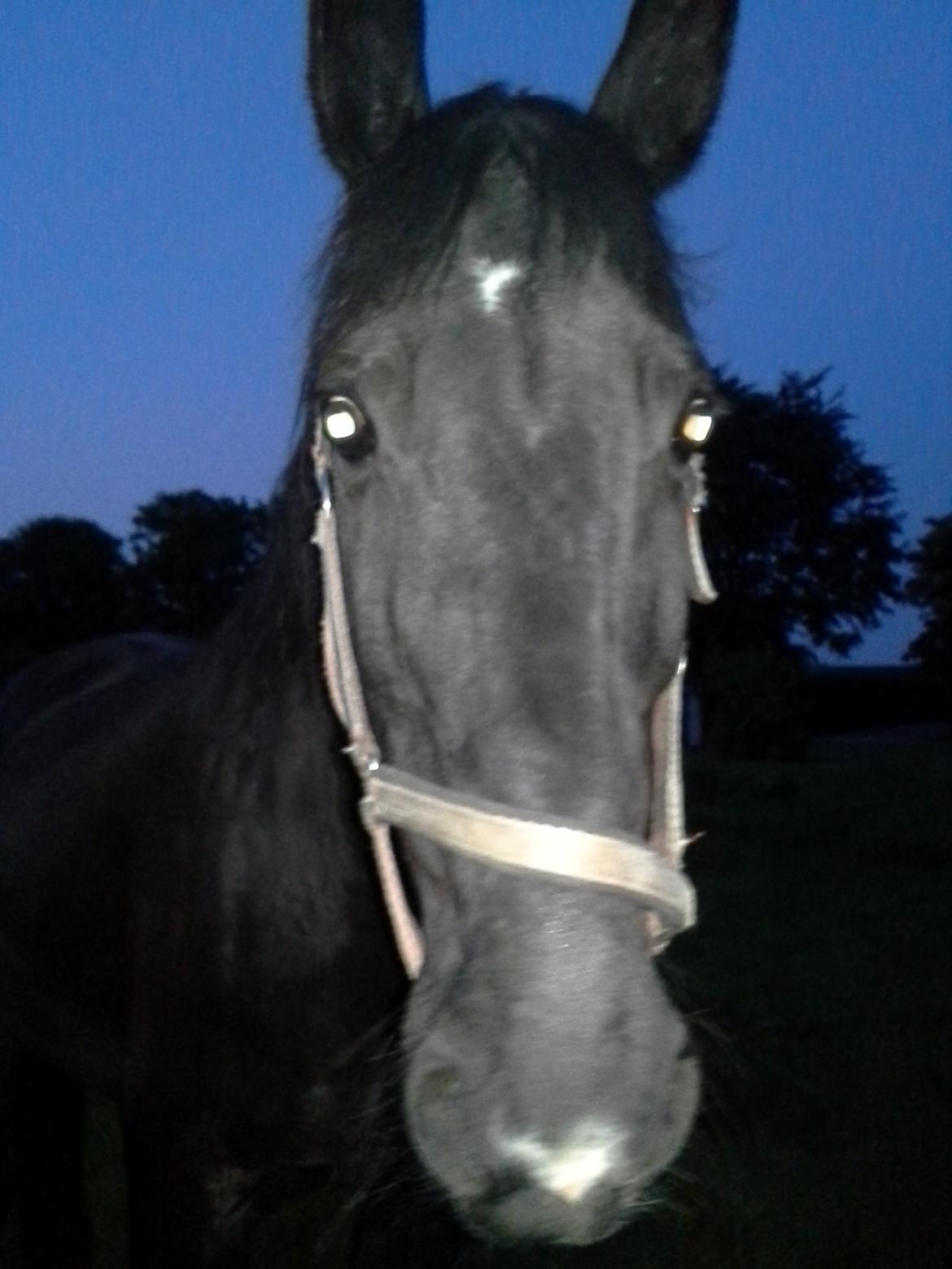 Dansk Varmblod Lukas (tidligere hest)  billede 12