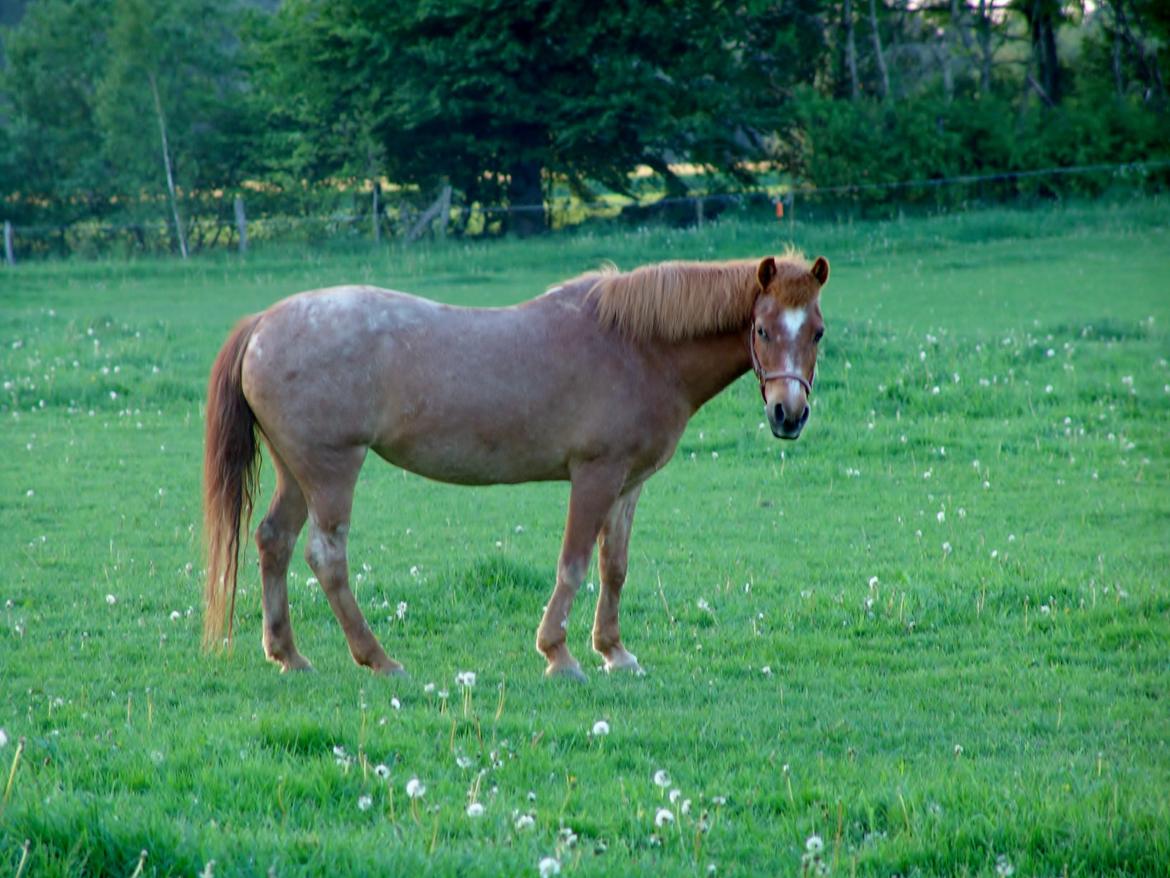 Welsh Pony (sec B) Bella - maj 2014 - 29 år gammel  billede 21