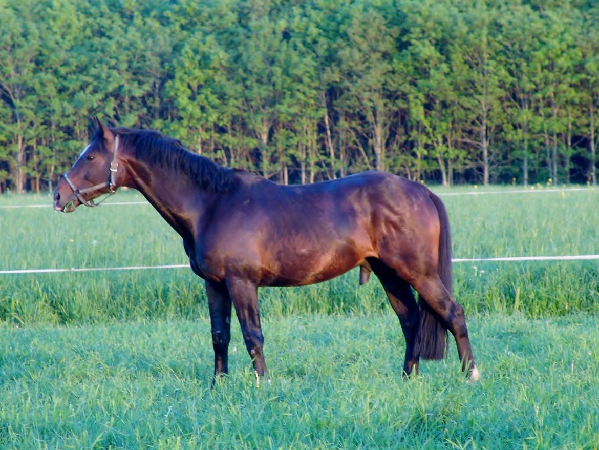 Dansk Varmblod Kronborgs Deco - HINGST - maj 2014 - 8 år billede 44