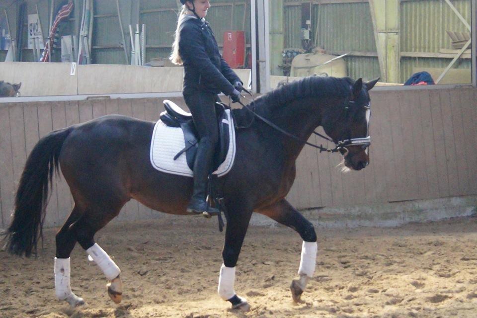 Dansk Varmblod Kronborgs Deco - HINGST billede 45