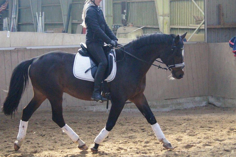 Dansk Varmblod Kronborgs Deco - HINGST billede 46