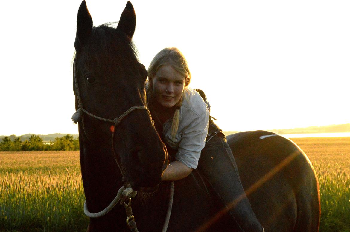 Barockpinto Amadeus Van Nassau  - Velkommen til Amadeus' profil :D <3 - Forår 2014 billede 3