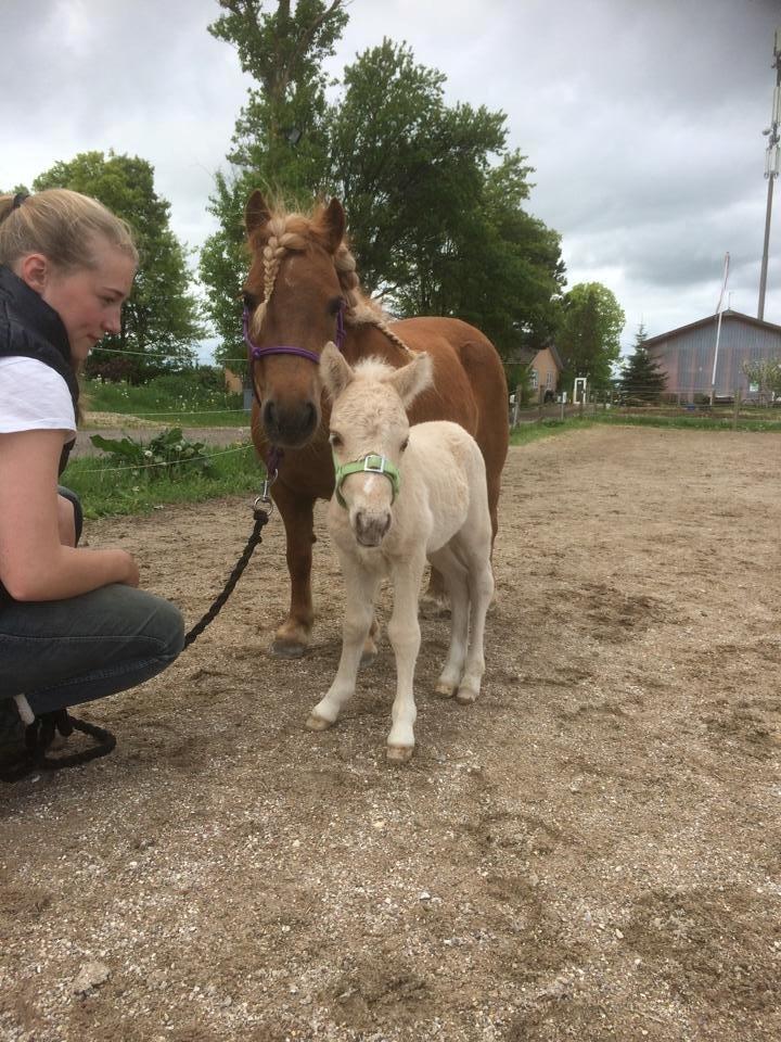 Anden særlig race Ranger Roy - Roy 3 dage billede 2