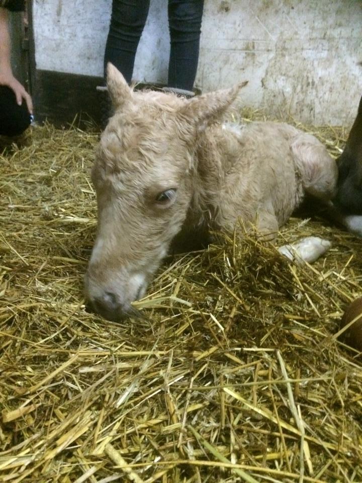 Anden særlig race Ranger Roy - Roy 10 min gammel billede 3
