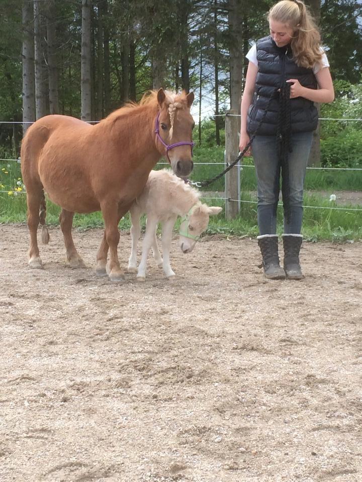 Anden særlig race Ranger Roy - Roy 3 dage billede 4