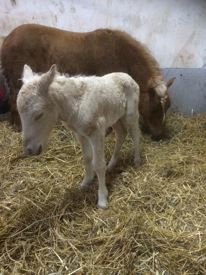 Anden særlig race Ranger Roy - Roy 1 dag billede 5