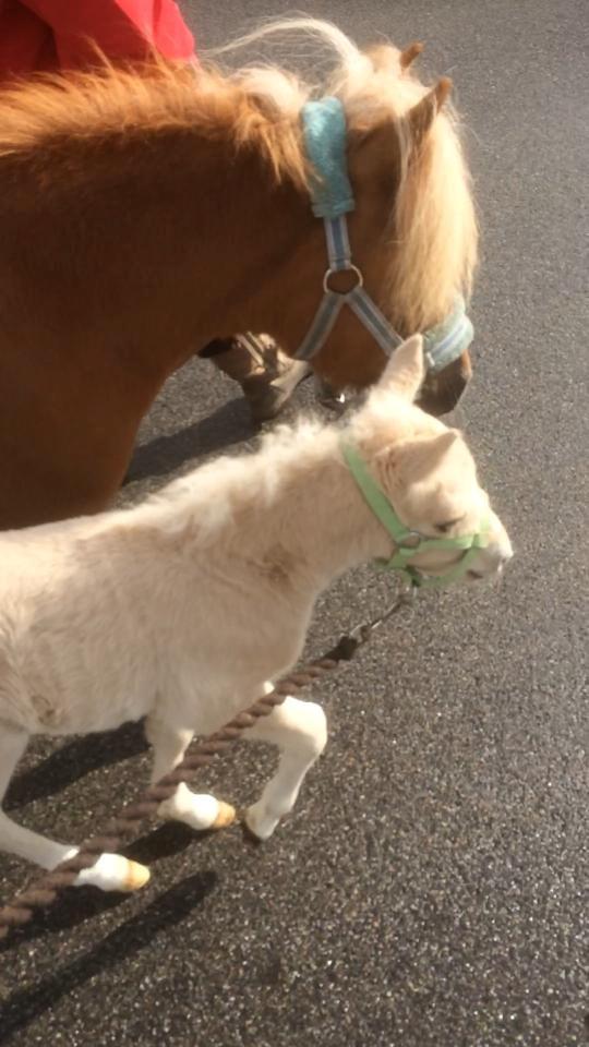 Anden særlig race Ranger Roy - Roy 8-9 dage billede 6