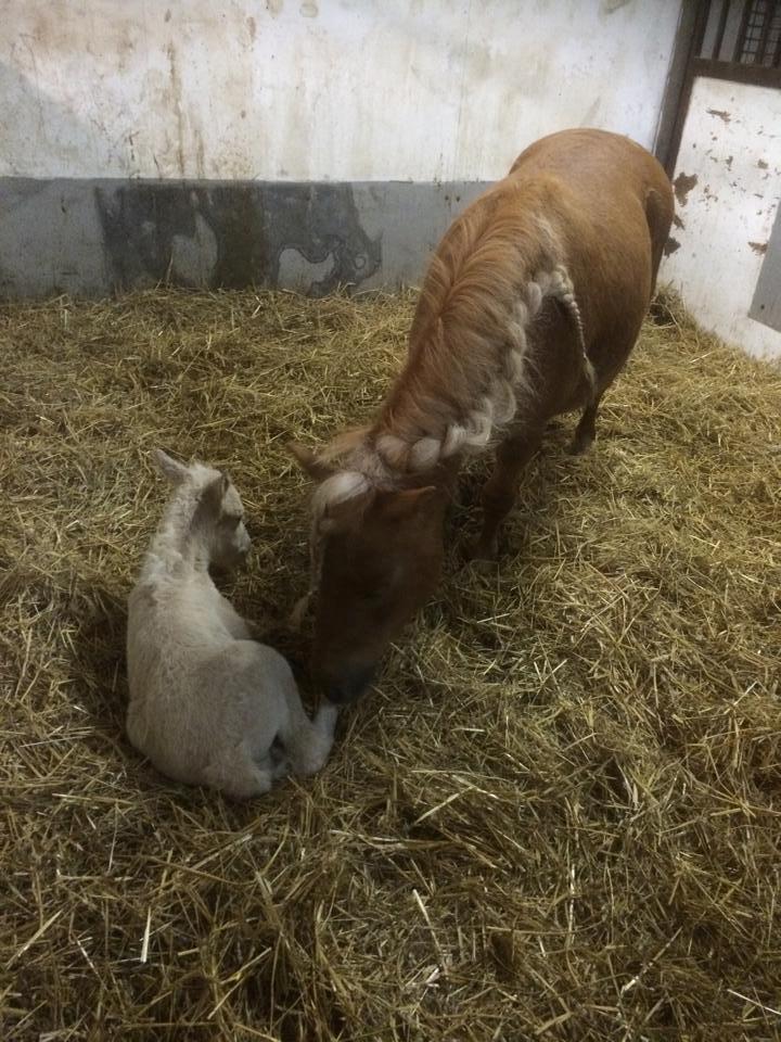 Anden særlig race Ranger Roy billede 7