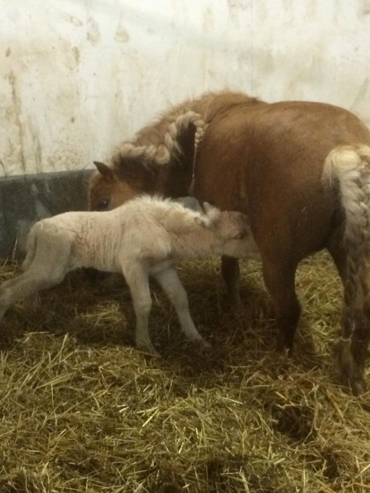 Anden særlig race Ranger Roy billede 9