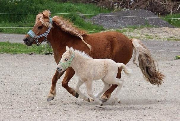Anden særlig race Ranger Roy - Roy ti dage billede 8