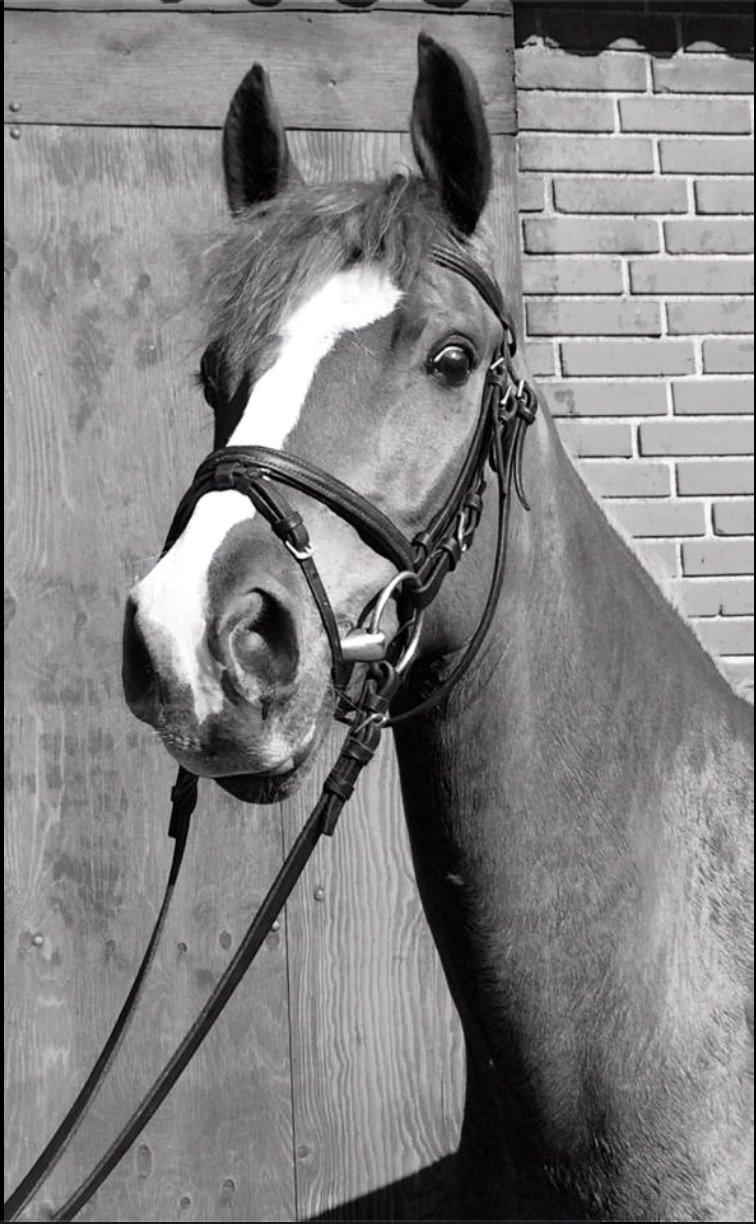 DSP Glerupgaard´s Weis - Sort/hvid billed af Weis i maj 2014 billede 5