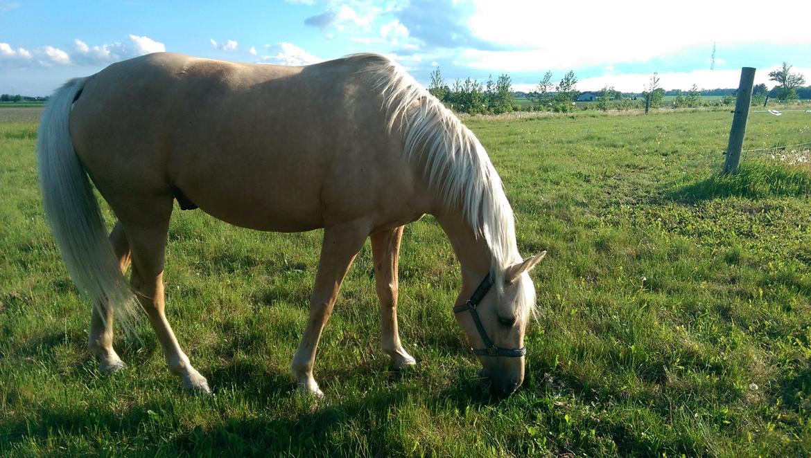 Palomino Golden Fashion billede 6