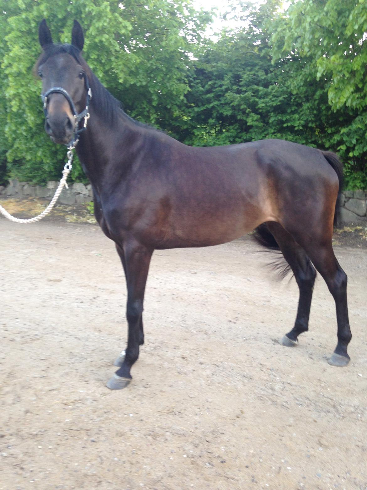 Trakehner Corvette af bakkely billede 11