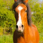 Anden særlig race Elvis